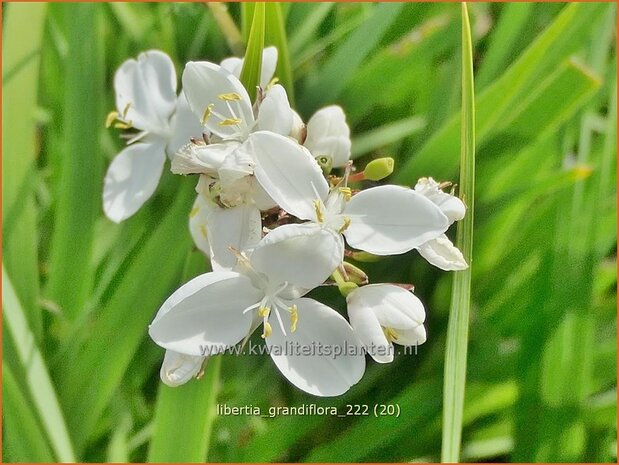 Libertia grandiflora | Nieuw-Zeelandse iris | Neuseeland Iris | New Zealand Satin Flower