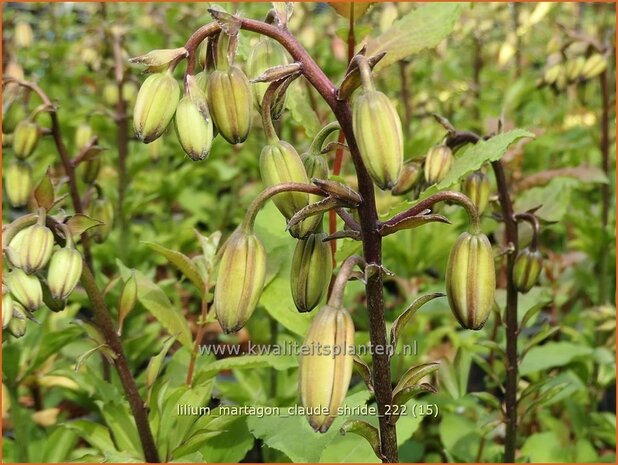 Lilium martagon 'Claude Shride' | Turkse lelie, Lelie | Türkenbund-Lilie | Martagon Lily