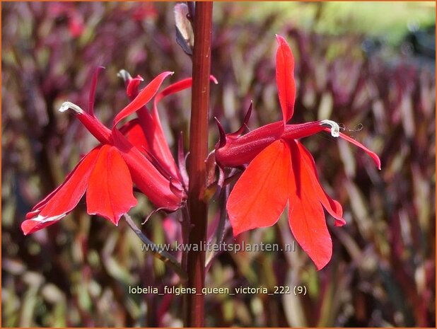 Lobelia fulgens 'Queen Victoria' | Scharlaken lobelia, Kardinaalsbloem, Vaste lobelia | Leuchtende Lobelie | Red Leav