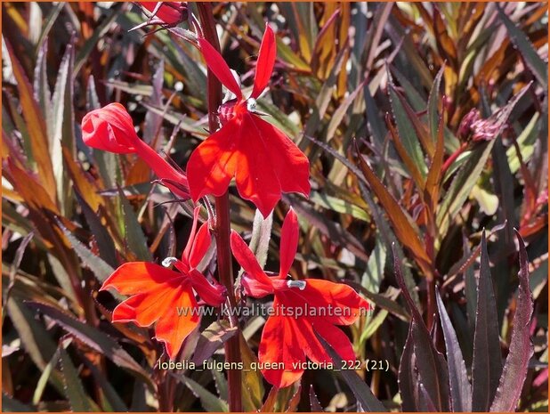 Lobelia fulgens 'Queen Victoria' | Scharlaken lobelia, Kardinaalsbloem, Vaste lobelia | Leuchtende Lobelie | Red Leav