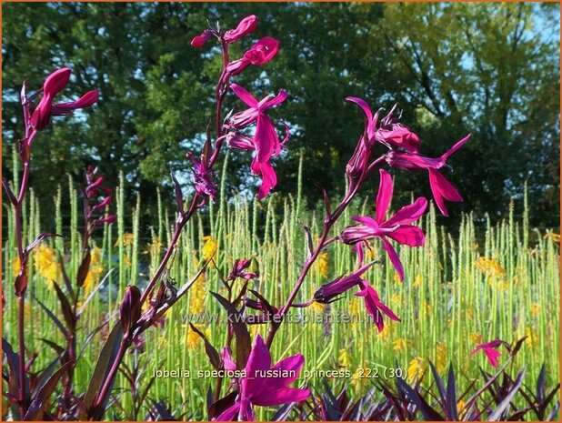 Lobelia speciosa 'Russian Princess' | Kardinaalsbloem, Vaste lobelia | Kardinals-Lobelie | Lobelia