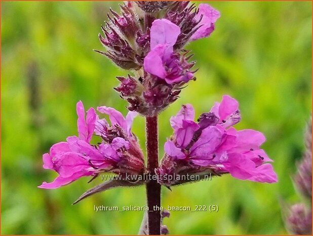 Lythrum salicaria 'The Beacon' | Grote kattenstaart, Kattenstaart | Blutweiderich | Spiked Loosestrife