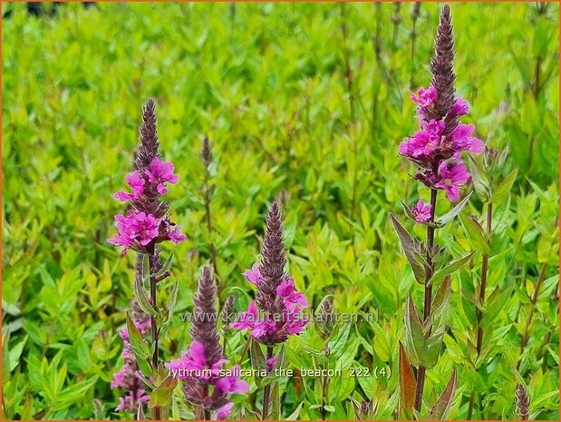 Lythrum salicaria 'The Beacon' | Grote kattenstaart, Kattenstaart | Blutweiderich | Spiked Loosestrife