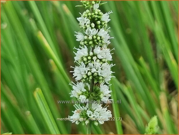 Mentha spicata 'Maroccan' | Aarmunt, Groene munt, Kruizemunt, Marokkaanse munt | &Auml;hrige Minze | Spear Mint