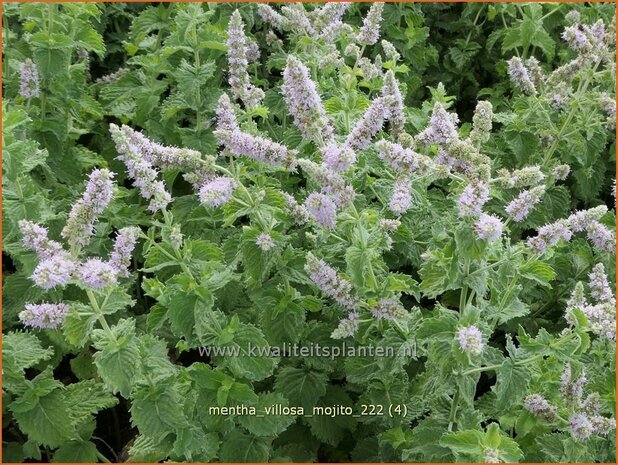 Mentha villosa 'Mojito' | Cubaanse munt, Munt | Hainminze | Mojito Mint
