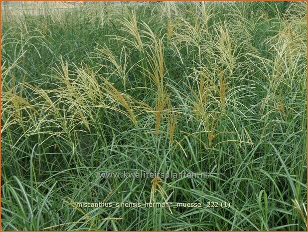 Miscanthus sinensis 'Hermann Müssel' | Chinees prachtriet, Chinees riet, Japans sierriet, Sierriet | China
