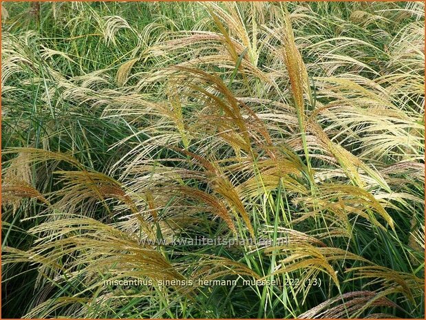 Miscanthus sinensis 'Hermann Müssel' | Chinees prachtriet, Chinees riet, Japans sierriet, Sierriet | Chinaschilf | E