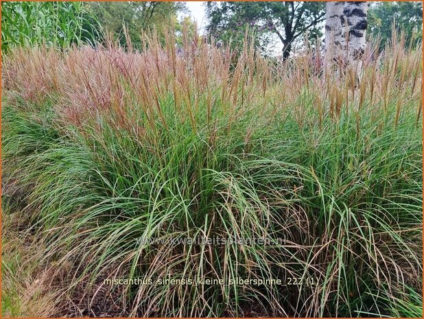 Miscanthus sinensis 'Kleine Silberspinne' | Chinees prachtriet, Chinees riet, Japans sierriet, Sierriet | Chinasc