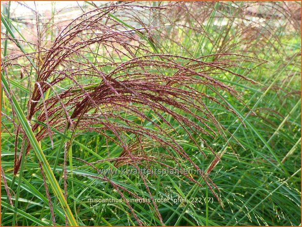 Miscanthus sinensis 'Roter Pfeil' | Chinees prachtriet, Chinees riet, Japans sierriet, Sierriet | Chinaschilf | E