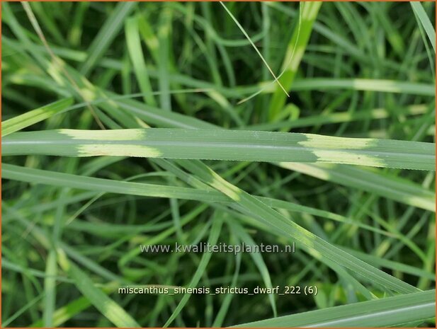 Miscanthus sinensis 'Strictus Dwarf' | Zebragras, Prachtriet, Chinees riet, Japans sierriet | Zebraschilf | Zebra gra