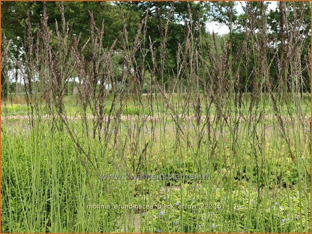 Molinia arundinacea 'Black Arrow' | Pijpenstrootje | Hohes Pfeifengras | Tall Purple Moorgrass