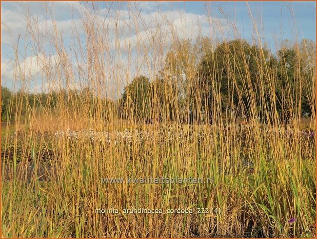 Molinia arundinacea 'Cordoba' | Pijpenstrootje | Hohes Pfeifengras | Tall Purple Moorgrass