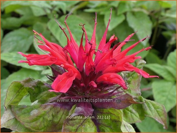 Monarda 'Adam' | Bergamotplant, Indianennetel | Indianernessel | Beebalm