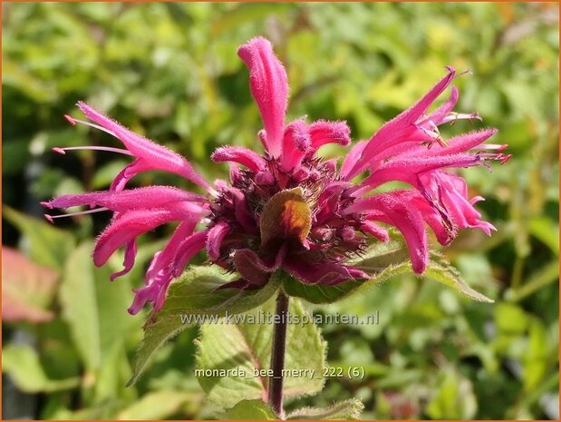 Monarda 'Bee-Merry' | Bergamotplant, Indianennetel | Indianernessel | Beebalm