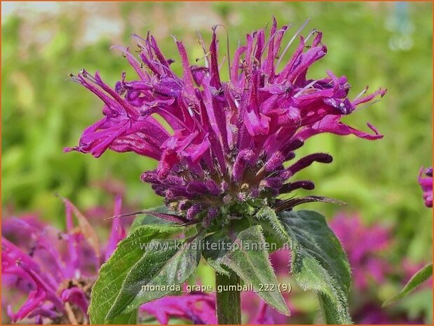 Monarda 'Grape Gumball' | Bergamotplant, Indianennetel | Indianernessel | Beebalm