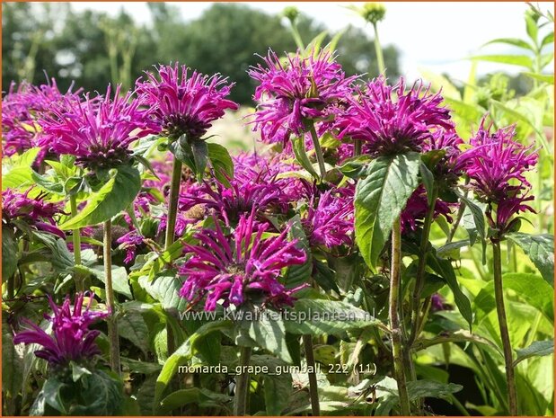 Monarda 'Grape Gumball' | Bergamotplant, Indianennetel | Indianernessel | Beebalm