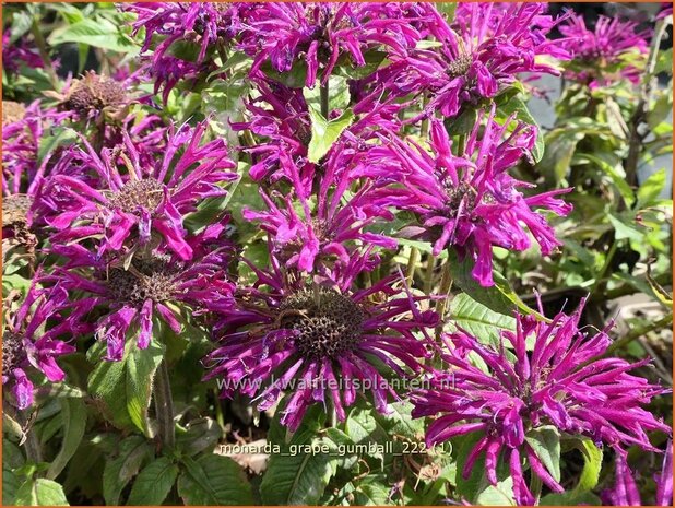 Monarda 'Grape Gumball' | Bergamotplant, Indianennetel | Indianernessel | Beebalm