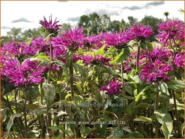 Monarda 'Grape Gumball' | Bergamotplant, Indianennetel | Indianernessel | Beebalm