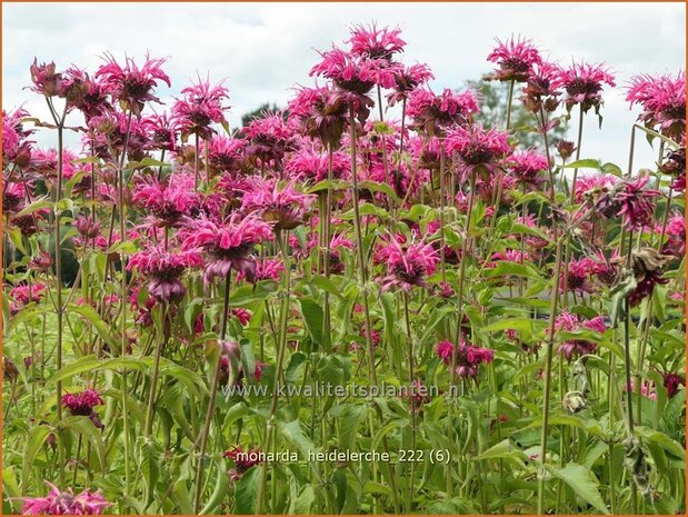 Monarda 'Heidelerche' | Bergamotplant, Indianennetel | Indianernessel | Beebalm