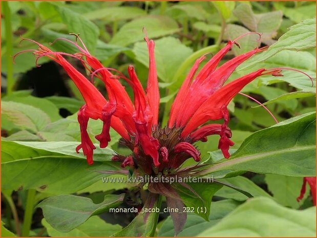 Monarda 'Jacob Cline' | Bergamotplant, Indianennetel | Indianernessel | Beebalm