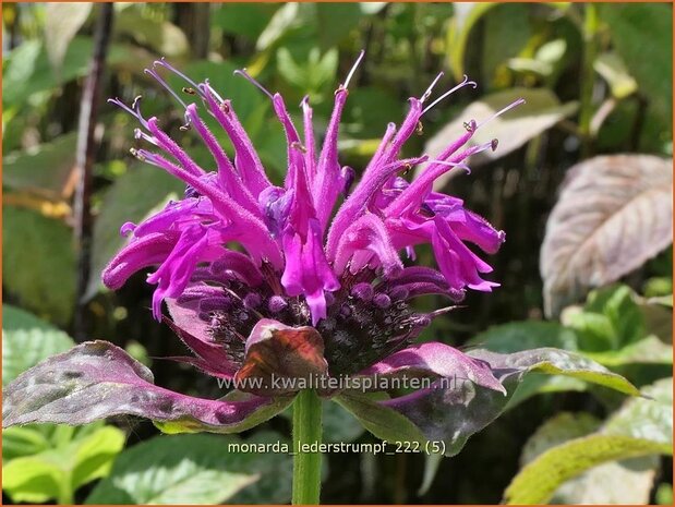 Monarda 'Lederstrumpf' | Bergamotplant, Indianennetel | Indianernessel | Beebalm