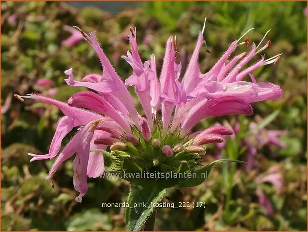 Monarda 'Pink Frosting' | Bergamotplant, Indianennetel | Indianernessel | Beebalm