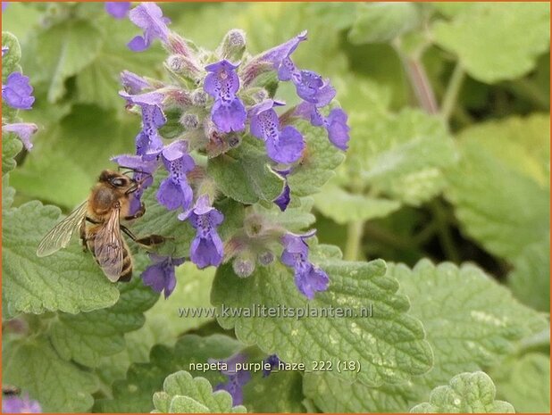 Nepeta 'Purple Haze' | Kattenkruid | Katzenminze | Catmint