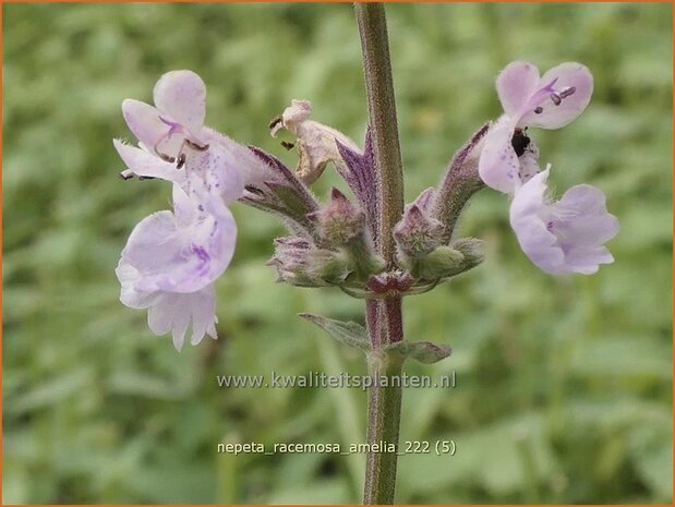 Nepeta racemosa 'Amelia' | Blauw kattenkruid, Kattenkruid | Traubige Katzenminze | Persian Catmint