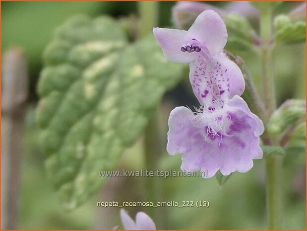 Nepeta racemosa 'Amelia' | Blauw kattenkruid, Kattenkruid | Traubige Katzenminze | Persian CatmintNepeta racemosa