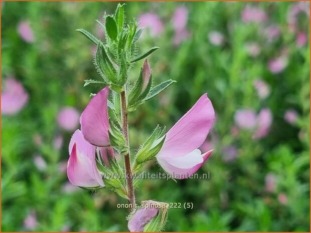 Ononis spinosa | Kattendoorn, Stalkruid | Dornige Hauhechel | Spiny Rest Harrow