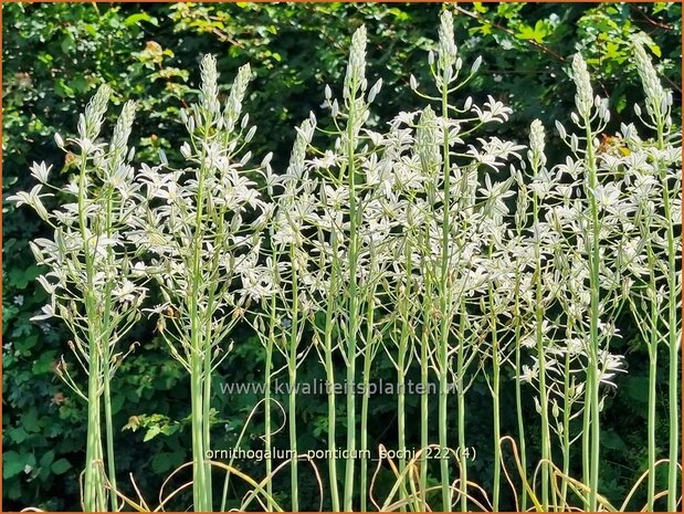 Ornithogalum ponticum 'Sochi' | Bosvogelmelk, Vogelmelk | Milchstern | Star-of-Bethlehem