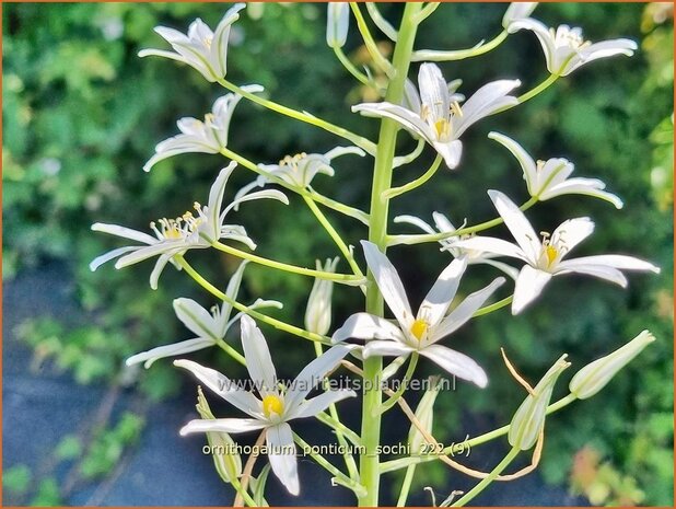 Ornithogalum ponticum 'Sochi' | Bosvogelmelk, Vogelmelk | Milchstern | Star-of-Bethlehem