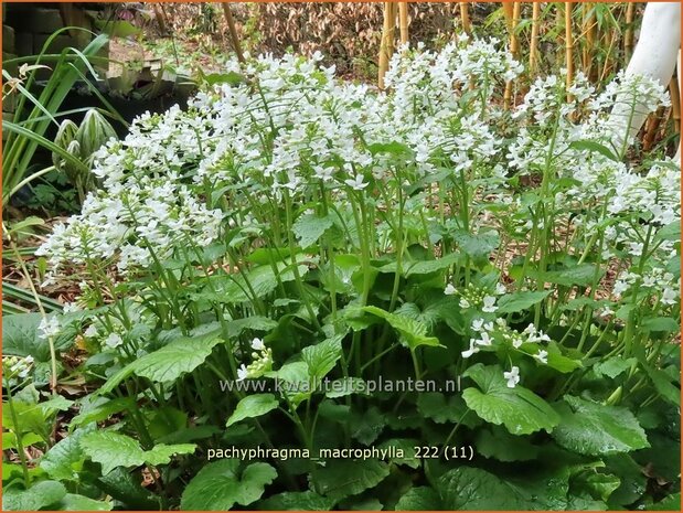 Pachyphragma macrophylla | Großblättriges Scheinschaumkraut | Thlaspi Macrophyllum