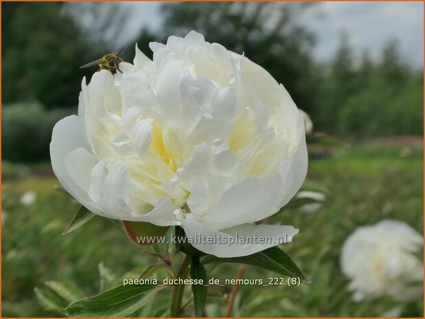 Paeonia 'Duchesse de Nemours' | Pioenroos | Pfingstrose | Peony