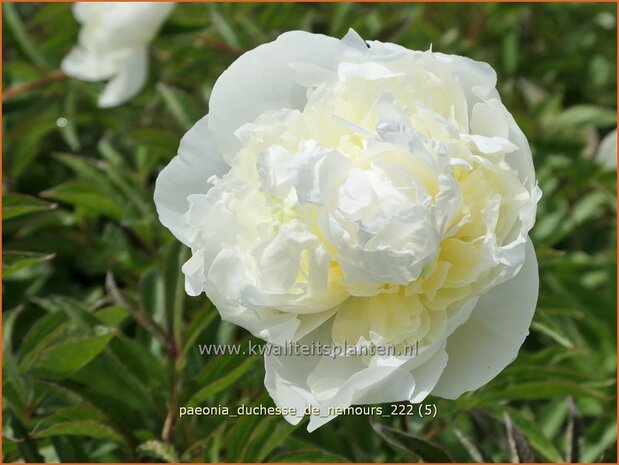 Paeonia 'Duchesse de Nemours' | Pioenroos | Pfingstrose | Peony