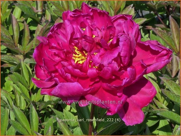 Paeonia 'Karl Rosenfield' | Pioenroos | Pfingstrose | Peony