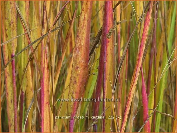 Panicum virgatum 'Cardinal' | Vingergras, Parelgierst | Rutenhirse | Wand Panic Grass