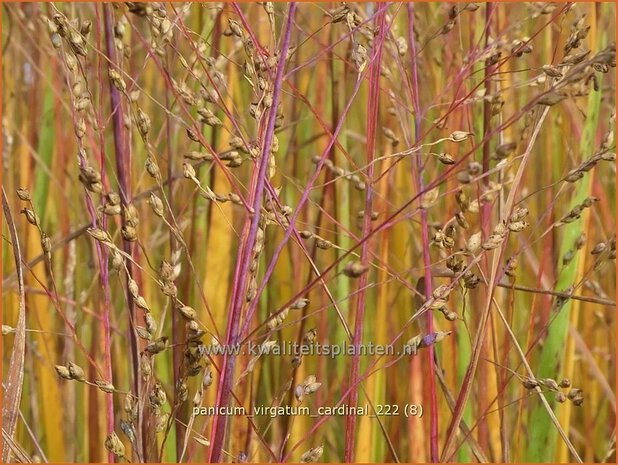 Panicum virgatum 'Cardinal' | Vingergras, Parelgierst | Rutenhirse | Wand Panic Grass