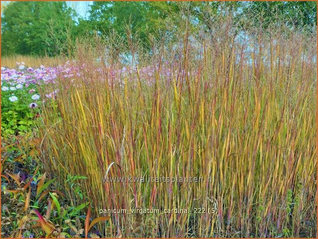 Panicum virgatum 'Cardinal' | Vingergras, Parelgierst | Rutenhirse | Wand Panic Grass