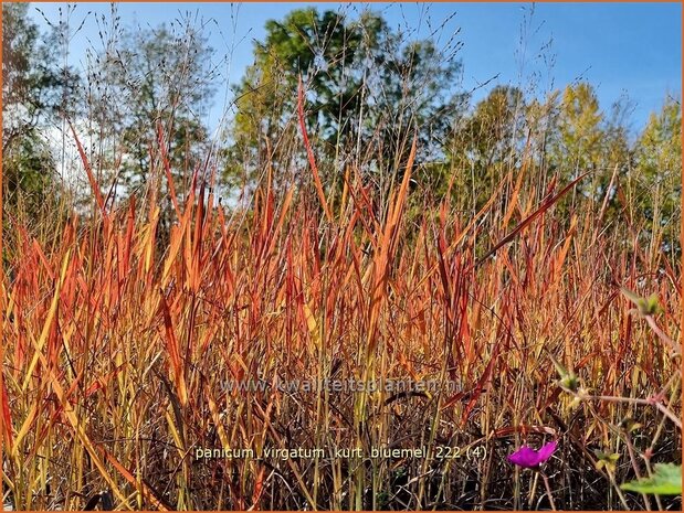 Panicum virgatum 'Kurt Bluemel' | Vingergras, Parelgierst | Rutenhirse | Wand Panic Grass