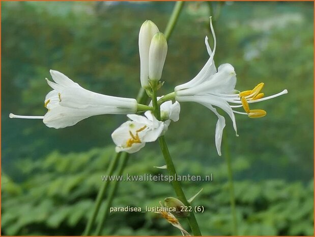 Paradisea lusitanica | Paradijslelie | Iberische Paradieslilie | St. Bruno's Lily