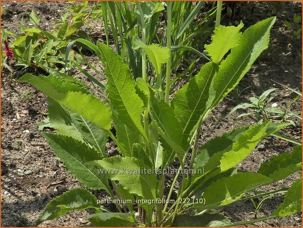 Parthenium integrifolium | Wilde kinine | Prärieampfer | American Fever-Few
