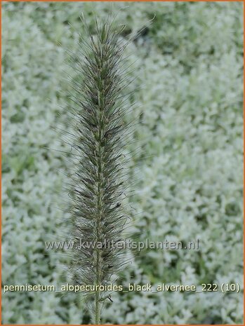 Pennisetum alopecuroides 'Black Alvernee' | Breed lampenpoetsersgras, Borstelveergras, Lampenpoetsersgras | Lampe