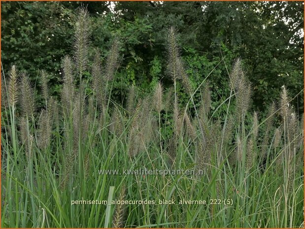 Pennisetum alopecuroides 'Black Alvernee' | Breed lampenpoetsersgras, Borstelveergras, Lampenpoetsersgras | Lampe