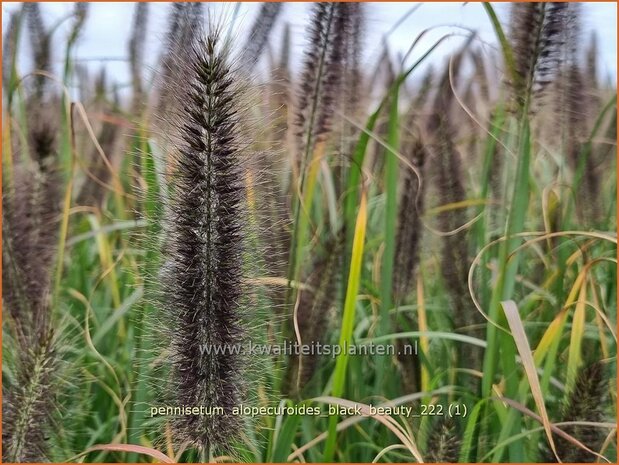 Pennisetum alopecuroides 'Black Beauty' | Breed lampenpoetsersgras, Borstelveergras, Lampenpoetsersgras | Lampenputze