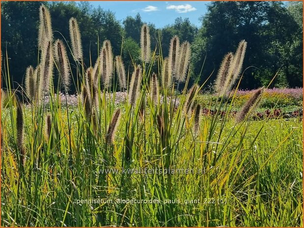 Pennisetum alopecuroides 'Pauls Giant' | Breed lampenpoetsersgras, Borstelveergras, Lampenpoetsersgras | Lampenputzer