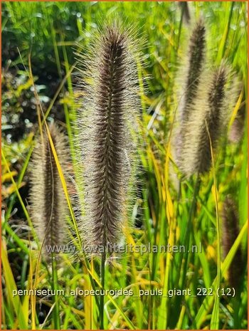 Pennisetum alopecuroides 'Pauls Giant' | Breed lampenpoetsersgras, Borstelveergras, Lampenpoetsersgras | Lampenputzer