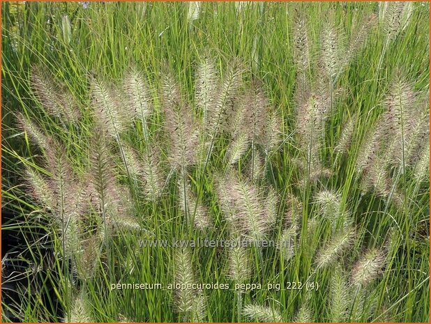 Pennisetum alopecuroides 'Peppa Pig' | Breed lampenpoetsersgras, Borstelveergras, Lampenpoetsersgras | Lampenputzergr