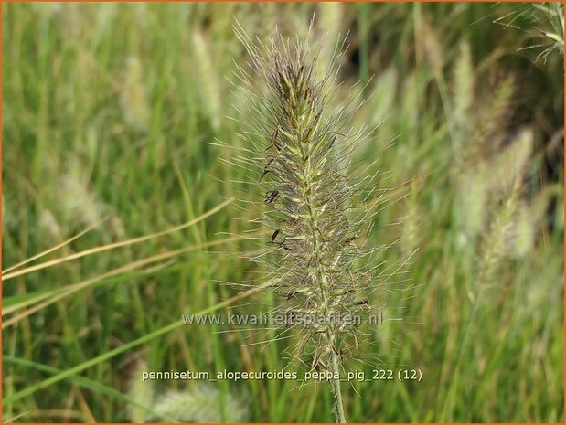 Pennisetum alopecuroides 'Peppa Pig' | Breed lampenpoetsersgras, Borstelveergras, Lampenpoetsersgras | Lampenputzergr