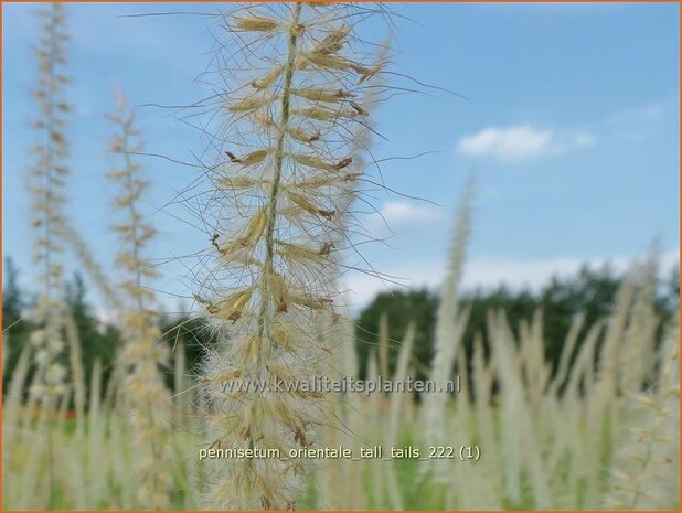 Pennisetum orientale 'Tall Tails' | Lampenpoetsersgras, Borstelveergras | Orientalisches Lampenputzergras | Oriental 